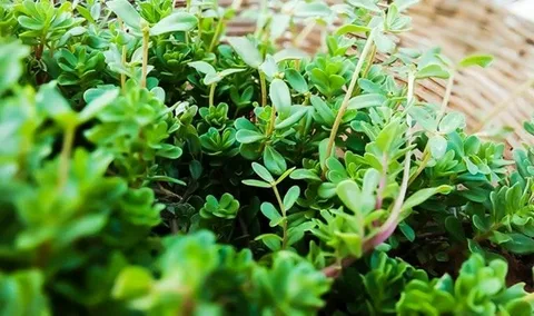 تصویر 2 از قیمت آویشن برگ پهن شیرازی با کیفیت ارزان + خرید عمده